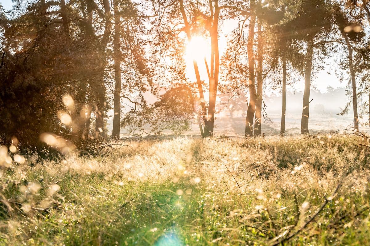 Afbeelding van een natuurgebied met zon, behorende bij het Natuurbeheerplan 2023