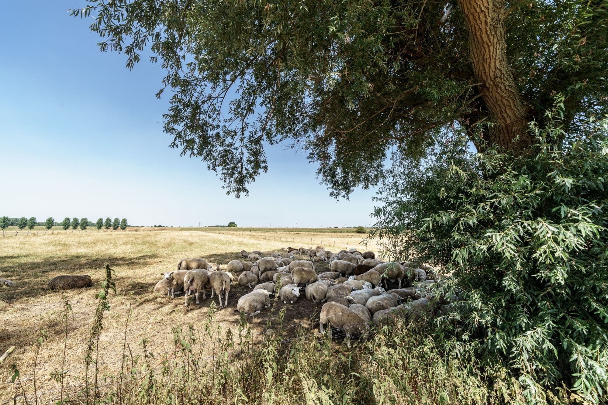 Schapen in de schaduw van een boom in een droge weide