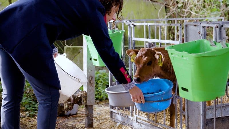 Kalfje krijgt drinken