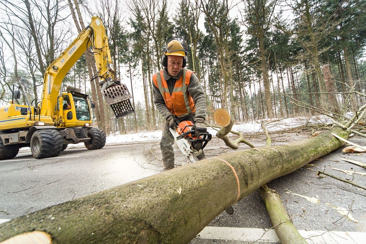 bouwvakker zaagt boom in 2 delen